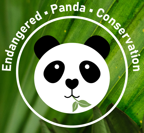 Endangered Panda Conservation